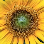 Letzer Gruss der Sonnenblume des Sommers 2011